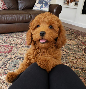 Gorgeous red toy cavapoo