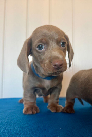Miniature Dachshund Puppies