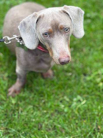 1.5 year old sausage dog male