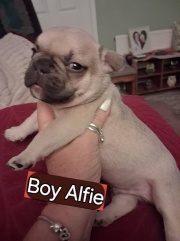 BEAUTIFUL KC FRENCH BULLDOG PUPPIES