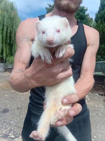 Male and female ferrets