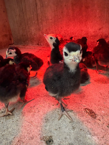 Heritage Norfolk Black Turkey Poults