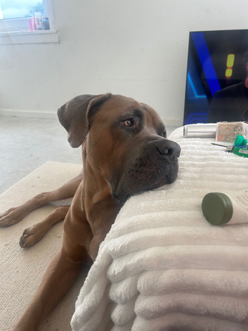 Cane corso/boerboel