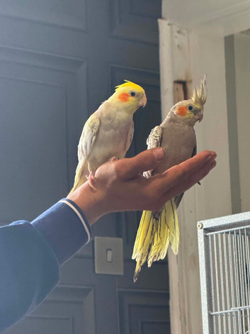 2 Bonded 5 Month Old Semi Tame Cockatiels