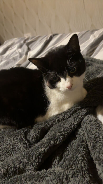 Female senior cat