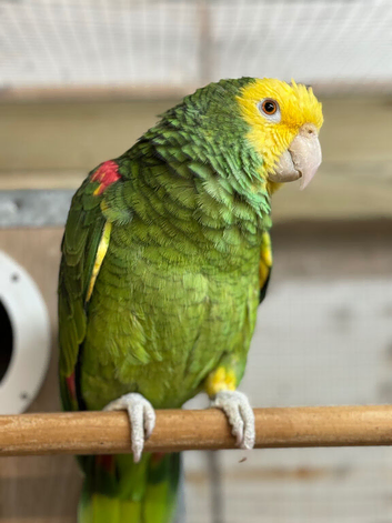 Double yellow headed Amazon cock bird
