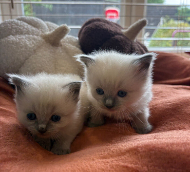 Beautiful blue point ragdoll girls