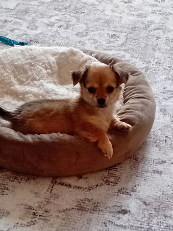 Chihuahua x pomeranian