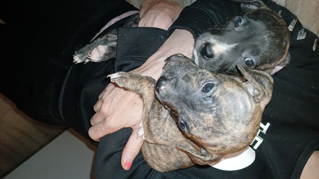 Beautiful staffy puppies looking for there forever loving home