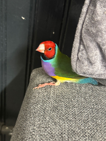 Gouldian Finch price for all 3
