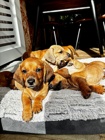 Beautiful red/light red dachshund boys