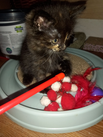 Maine coon x