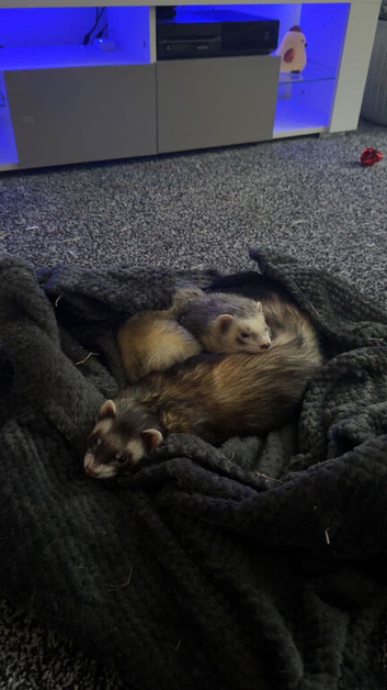 Two pet ferrets
