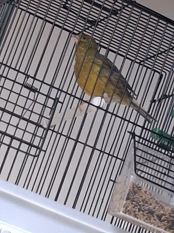 Olive green singing canary