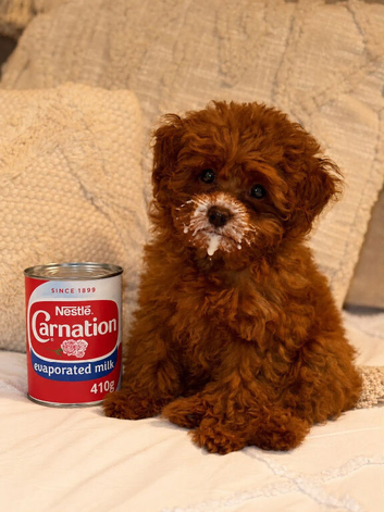 Teacup red poodle