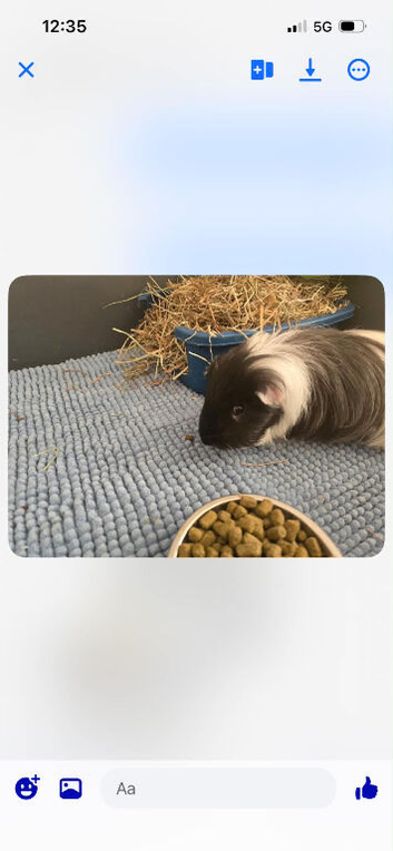 2 boy  guinea pigs