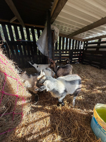 Pygmy goats