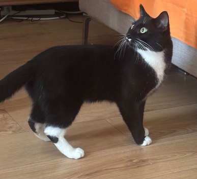 Male black and white tuxedo cat