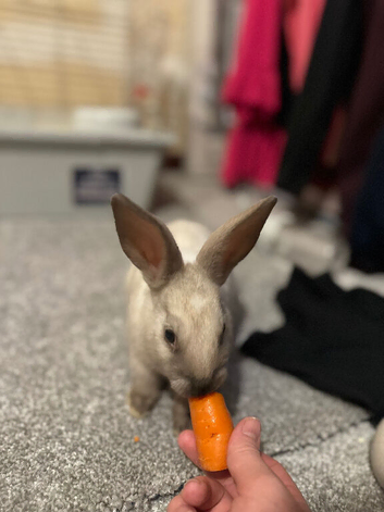 Grey and white bunny
