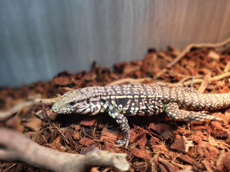 Argentina Tegu