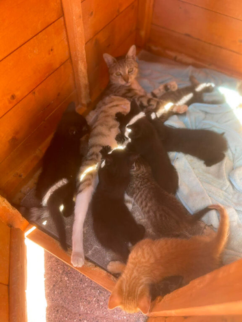 I have a beautiful letter of kittens