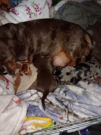 Last sausage dog puppy for sale