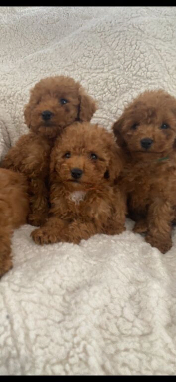 Toy poodle puppy's for sale