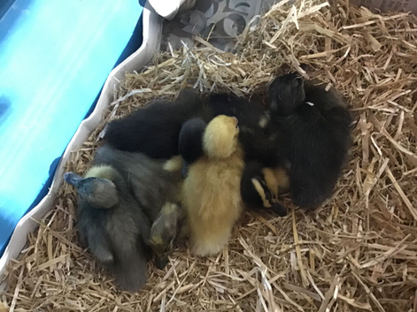 Indian Runner ducklings