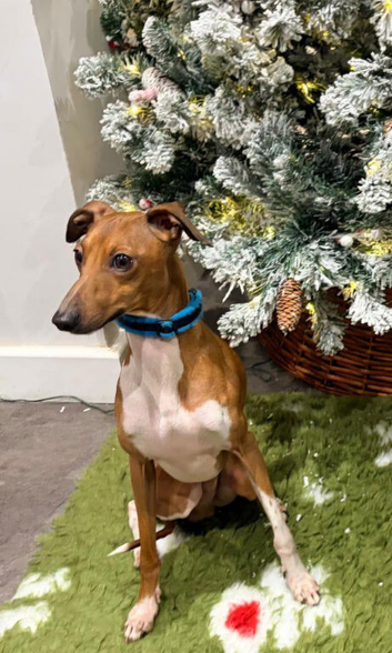 Proven KC Italian Greyhound Stud from champ lines