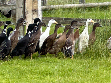 7 WEEK OLD INDIAN RUNNER DUCKS