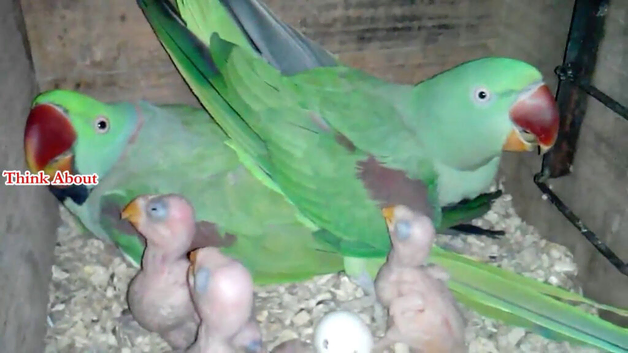 Alexandrine pair male and female for sale