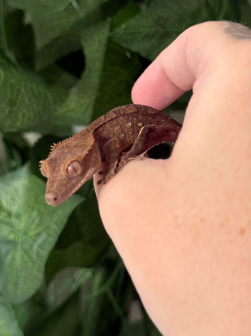 Various Crested Geckos