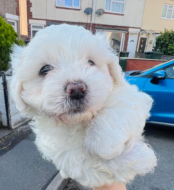 Maltese puppy last male