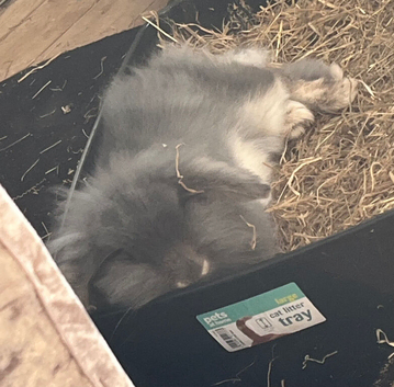 Female minilop x lionhead spayed ,  approx 2 yrs old