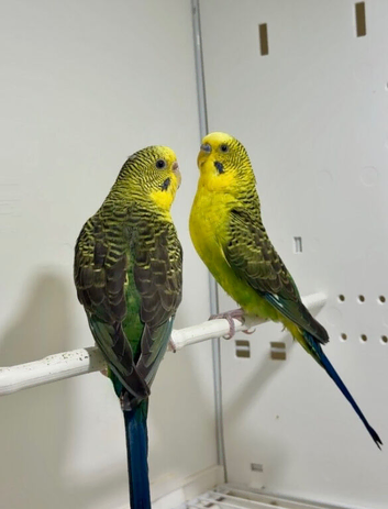 Black Wing Budgies For Sale