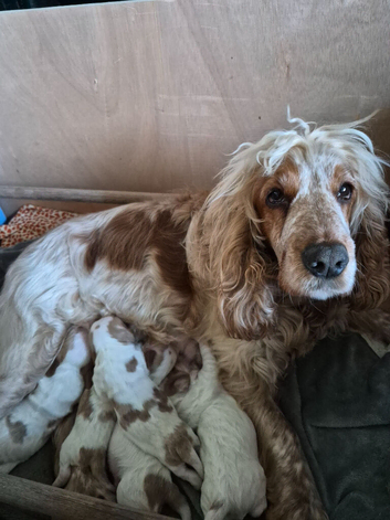 Show Cocker Spaniel puppies