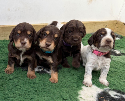 Beautiful working cocker spaniel puppies