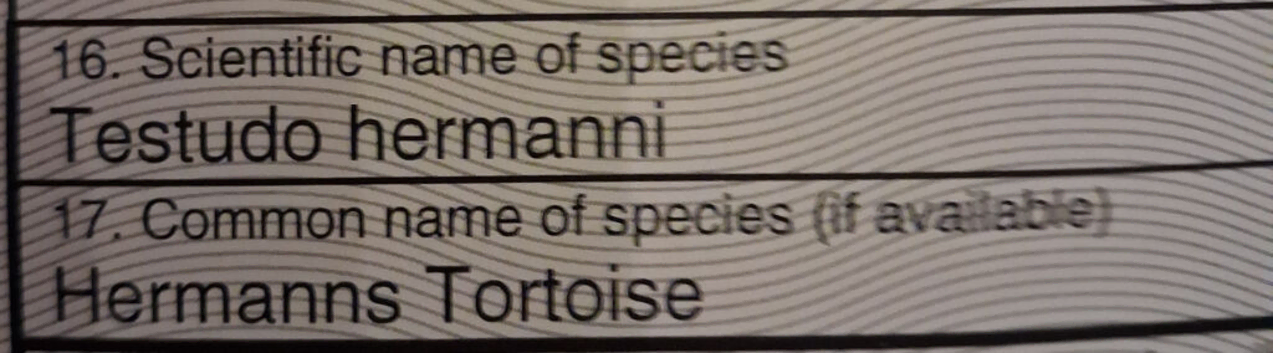 Hermanns Tortoise