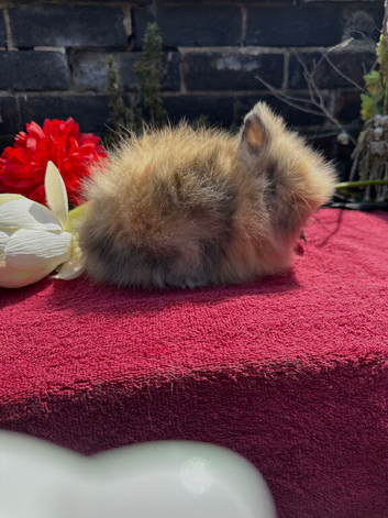 Lionhead Baby Bunnies