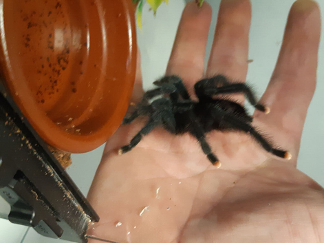 Avic avic common pink toe.