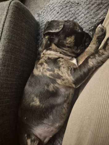 F1b Cocker Pug Puppies Girl left