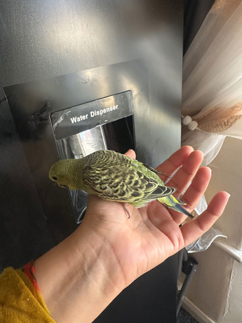 Lovely baby budgies