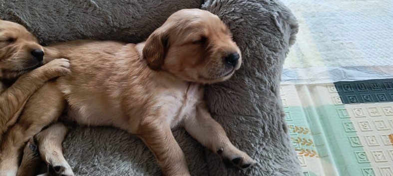 Golden Retriever Puppies Ready for New Homes