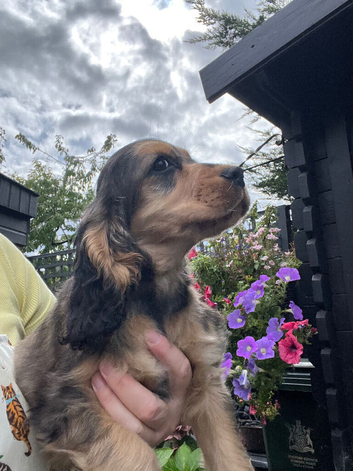 Ready now Show cocker spaniels