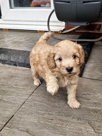 Last male left Gorgeous Toy cockapoo puppies
