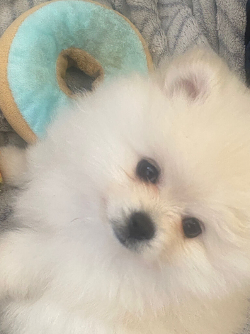 Beautiful Pom puppies