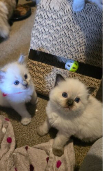Affectionate Ragdoll Kittens Health-Tested Line