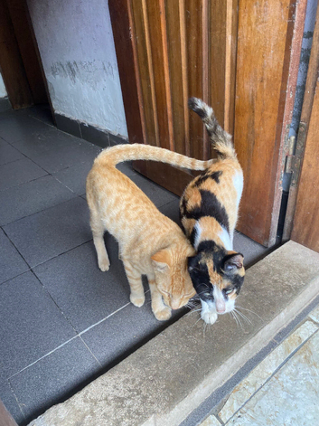 1 male and 1 female kitten available for collection in Manchester