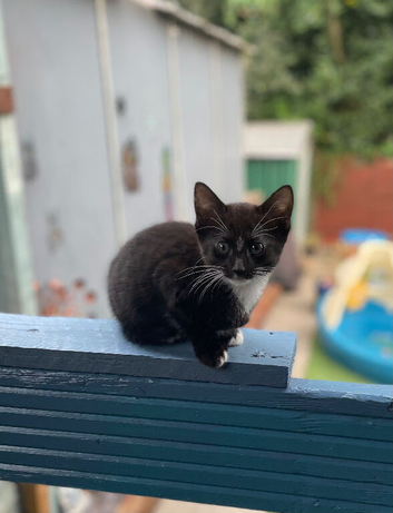 Kittens ready for forever home