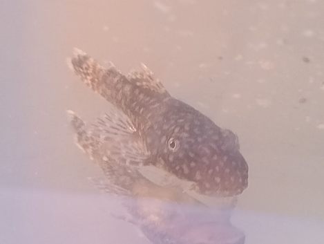 Baby Common Plecos